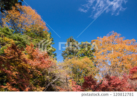 滋賀縣大津坂本染紅的深秋森林 120812781