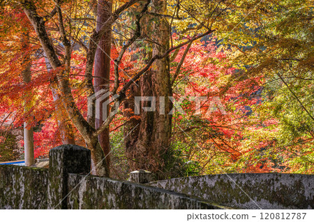 Autumn scenery in Sakamoto, Otsu City - Trees turning red Autumn scenery in Sakamoto, Otsu City - Trees turning red 120812787