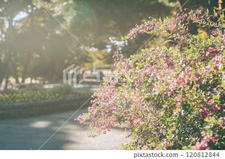 Hagi flowers illuminated by the setting sun (Hitachi Seaside Park) 120812844