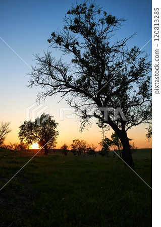 Silhouettes of big and small trees and bushes in the setting sun 120813285