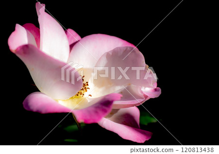 粉色玫瑰花朵 粉色玫瑰花朵 120813438