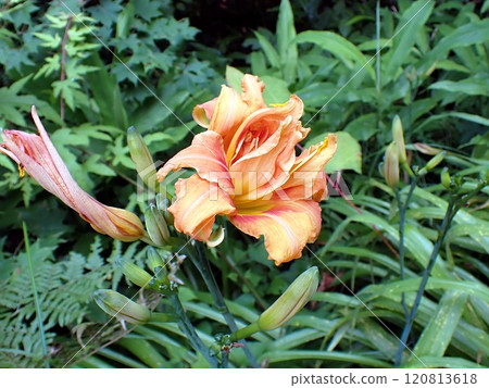 Day lilies (Shimohama Hatta Narada Line, Akita City, 24/7/13) Day lilies (Shimohama Hatta Narada Line, Akita City, 24/7/13) 120813618