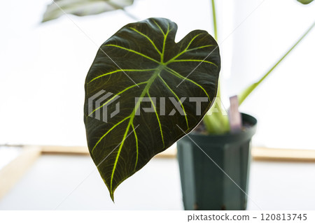 Araceae Alocasia Regal Seals Araceae Alocasia Regal Seals 120813745