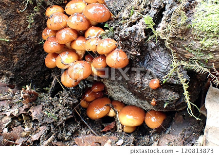 滑子(秋田市下濱八田奈良達線,12/12/24) 滑子(秋田市下濱八田奈良達線,12/12/24) 120813873