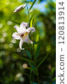 A lovely flower, Sasayuri 120813914