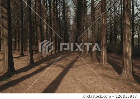 pine forest in the morning, road pine forest in the morning, road 120813918