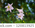 The beautifully blooming mountain lilies 120813925