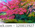 Autumn leaves in the garden 120813927