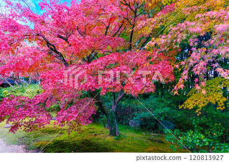 Autumn leaves in the garden 120813927