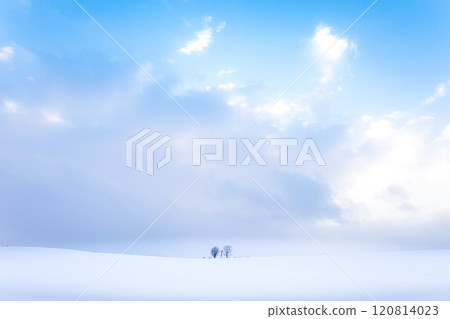北海道美瑛町雪原裡的親子樹冬景 北海道美瑛町雪原裡的親子樹冬景 120814023