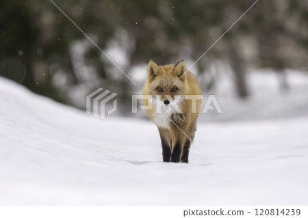 Red fox walking in the forest 120814239