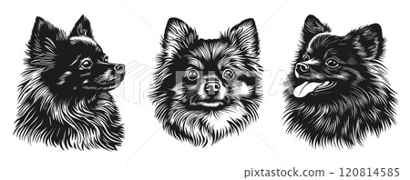 Pomeranian dog portrait set. Pure dog bread. Home pet friend cute little puppy spitz animal. Front and side view with tongue out. Simple silhouette linocut black and white style. Isolated vector on 120814585