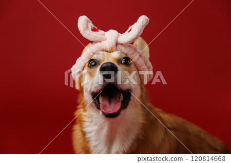Happy corgi wearing a cute pink bunny headband, perfect for fun and cheerful stock photography Happy corgi wearing a cute pink bunny headband, perfect for fun and cheerful stock photography 120814668