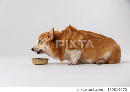 Adorable corgi staring at its food bowl, waiting for mealtime. Perfect pet photography moment 120814670