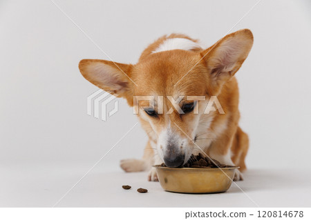 Corgi enjoying a delicious meal from a golden bowl on a white background, perfect for pet care ads Corgi enjoying a delicious meal from a golden bowl on a white background, perfect for pet care ads 120814678