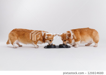 Two adorable corgis enjoying a meal together in a black double bowl, showcasing pet love and bonding 120814680