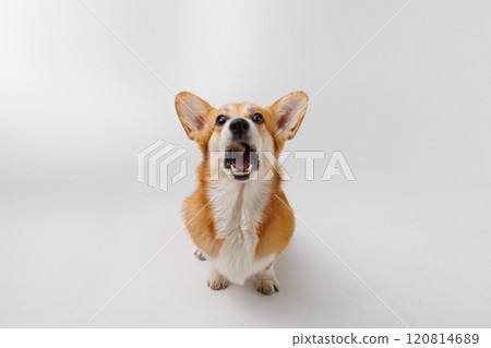Corgi catching a treat mid-air, showcasing agility and excitement on a white studio background Corgi catching a treat mid-air, showcasing agility and excitement on a white studio background 120814689