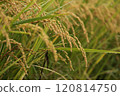 Fruited rice panicle 120814750