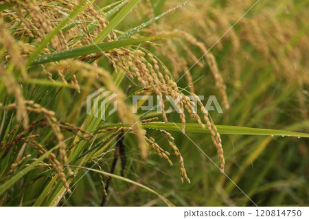 Fruited rice panicle Fruited rice panicle 120814750