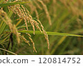 Fruited rice panicle 120814752