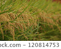 Fruited rice panicle 120814753