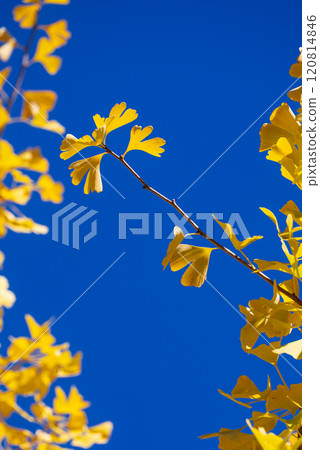 Yellow ginkgo leaves reaching out into the blue sky Yellow ginkgo leaves reaching out into the blue sky 120814846