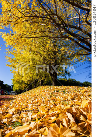 Yellow ginkgo leaves and orange fallen leaves Yellow ginkgo leaves and orange fallen leaves 120814847