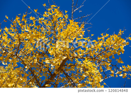 Ginkgo biloba in the blue sky Ginkgo biloba in the blue sky 120814848