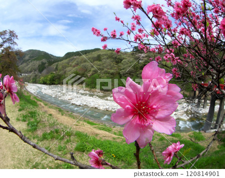 山間河岸上,桃花盛開,生氣勃勃。 山間河岸上,桃花盛開,生氣勃勃。 120814901