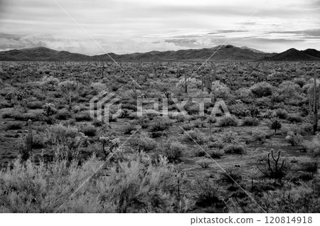 Sonora Desert Arizona in Infrared 120814918