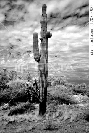 Infrared Saguaro Cactus Sonora desert Arizona 120814923