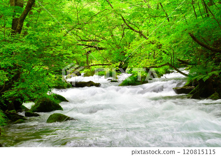 [青森縣]美麗的奧入瀨溪流在樹木和苔蘚之間流淌 120815115