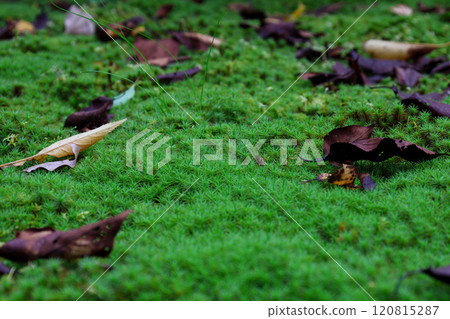 苔蘚上的枯葉 苔蘚上的枯葉 120815287