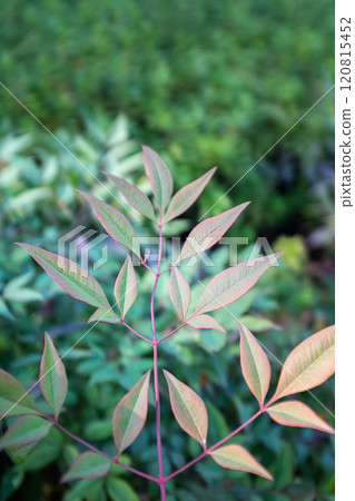 Symmetrically grown nandina leaves 120815452
