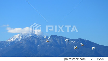 飛翔在保木大山上空的苔原天鵝 120815589