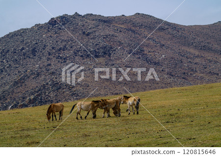 Hustai National Park: Wild horses, Takhi (Przewalski's horse) 120815646