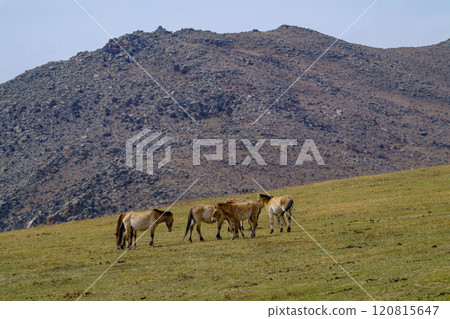 Hustai National Park: Wild horses, Takhi (Przewalski's horse) Hustai National Park: Wild horses, Takhi (Przewalski's horse) 120815647