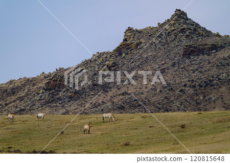 Hustai National Park: Wild horses, Takhi (Przewalski's horse) 120815648