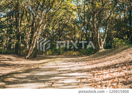 Fallen Leaves Walkway (Hitachi Seaside Park) Fallen Leaves Walkway (Hitachi Seaside Park) 120815808
