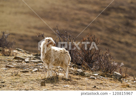Nomadic sheep in Hustai National Park Nomadic sheep in Hustai National Park 120815967