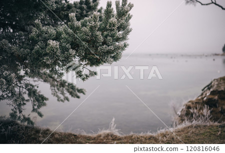 Frosted trees by the calm lake on a misty winter morning 120816046