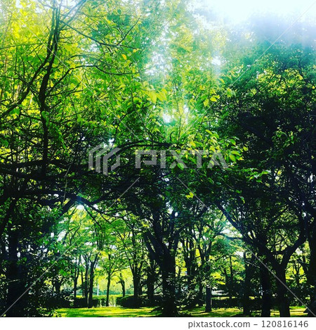 綠樹 綠樹 120816146