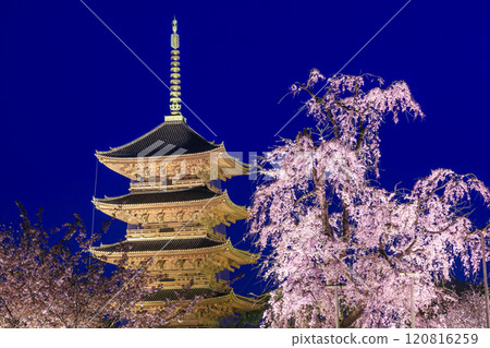東寺櫻花在夜晚的燈光下盛開 東寺櫻花在夜晚的燈光下盛開 120816259