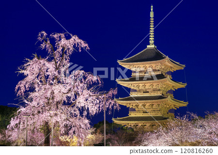 Toji Temple: Illuminated cherry blossoms in full bloom at night Toji Temple: Illuminated cherry blossoms in full bloom at night 120816260