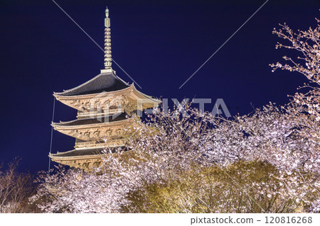 東寺櫻花在夜晚的燈光下盛開 120816268