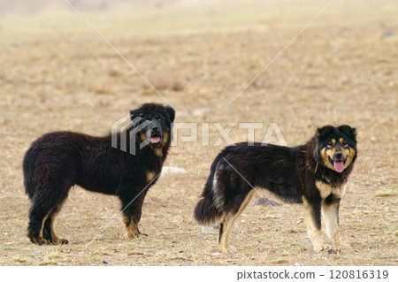 Hustai 國家公園的遊牧蒙古狗 120816319