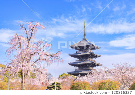 Todera Sakura盛開 Todera Sakura盛開 120816327