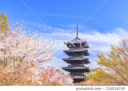 Todera Sakura full bloom 120816330