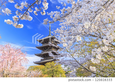 Todera Sakura full bloom 120816333