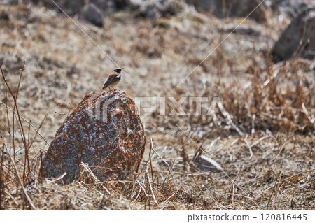 Rufous-backed Redstart in natural habitat, sitting on a stone among dry grass 120816445